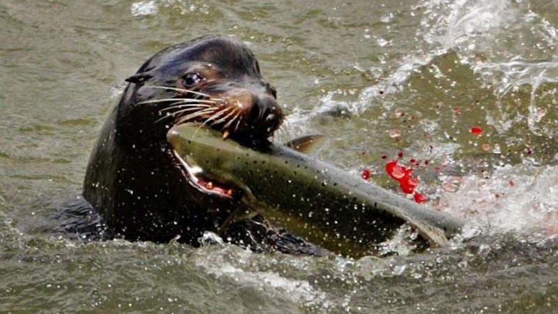 A sea lion devours a salmon. CREDIT: LE Baskow