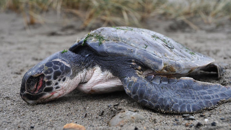 Green turtle CREDIT: Rod Penrose, MEM