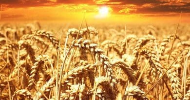 wheat field sun