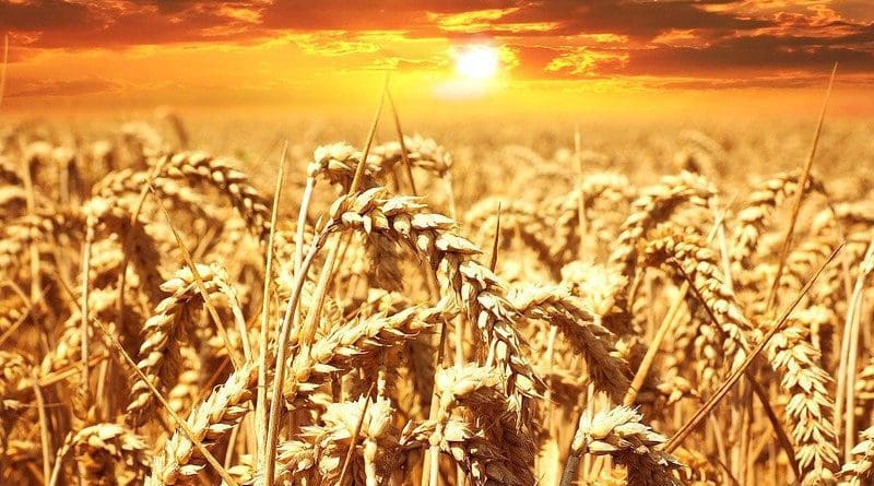 wheat field sun