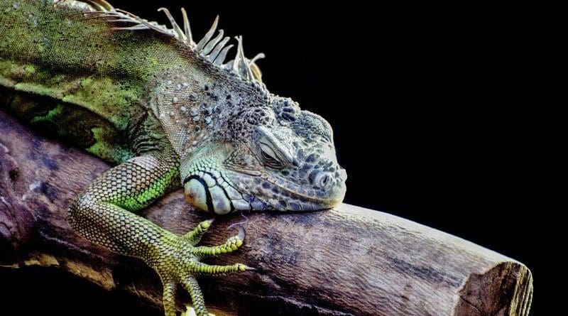 iguana lizard