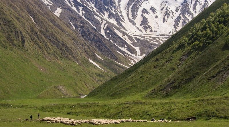 Caucasus Georgia Truso Valley Summer Sheep