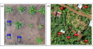 Drone images show banana plant diseases detected using UAV-RGB-based custom model. Banana bunchy top disease (BBTD) is shown in blue boxes; Xanthomonas Wilt of Banana (BXW) in red. CREDIT: Selvaraj et al.