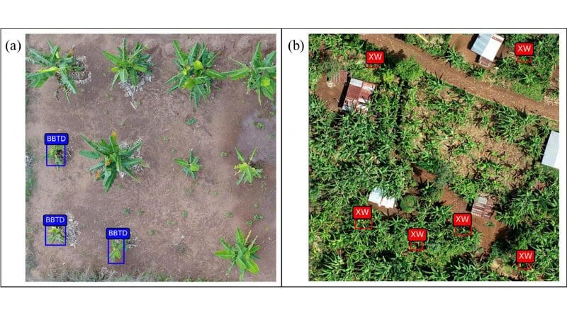 Drone images show banana plant diseases detected using UAV-RGB-based custom model. Banana bunchy top disease (BBTD) is shown in blue boxes; Xanthomonas Wilt of Banana (BXW) in red. CREDIT: Selvaraj et al.