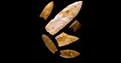 Clovis spear points from the Gault site in Texas. CREDIT: Center for the Study of the First Americans, Texas A&M University