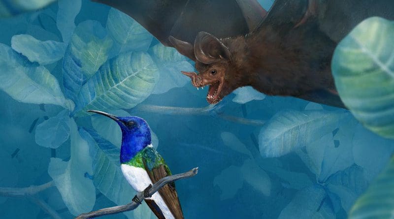 Hypothesized approach of a sleeping white-necked jacobin, Florisuga mellivora, by the fringe-lipped bat, Trachops cirrhosus. CREDIT: Illustration by Amy Koehler