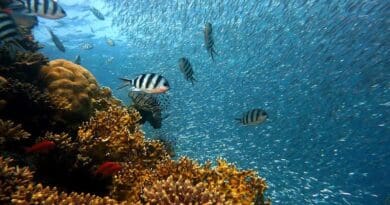 Fish Underwater Corals Sea Ocean Coral Reef