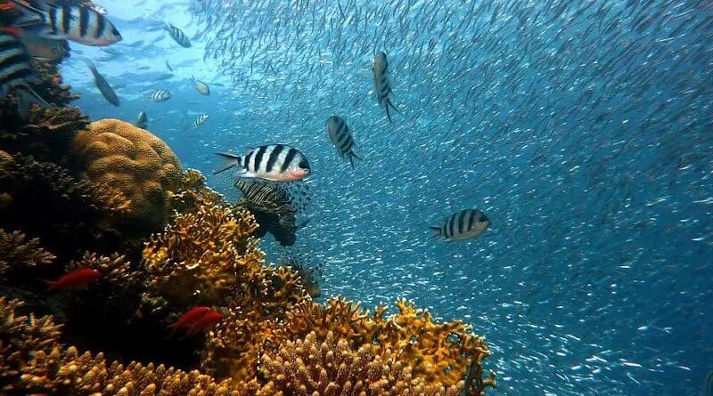 Fish Underwater Corals Sea Ocean Coral Reef