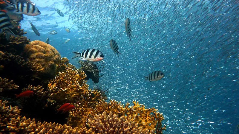 Fish Underwater Corals Sea Ocean Coral Reef