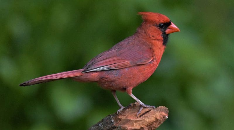 Bird Male Northern Cardinal