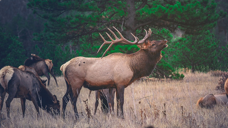 Elk Deer Animal Wildlife