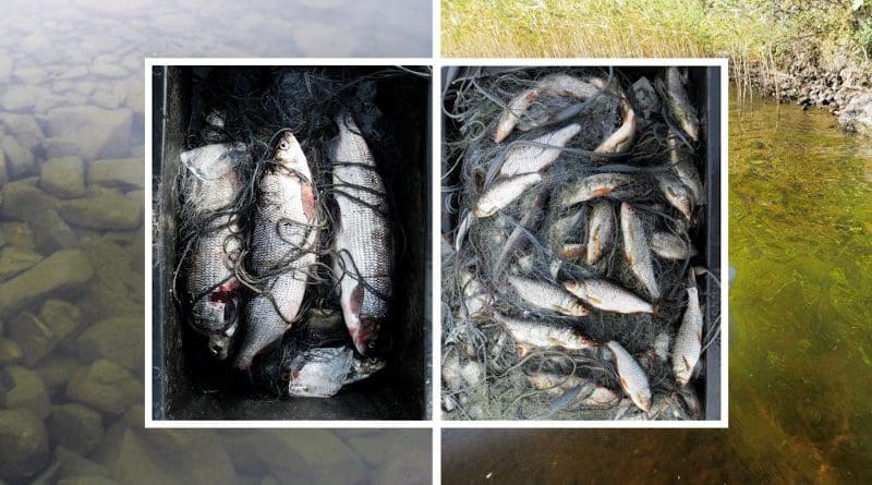 In northern lakes algal and fish biomass are increasing with temperature and productivity. At the same time, fish communities are changing from whitefish towards roach dominance. CREDIT: Kimmo Kahilainen & Brian Hayden