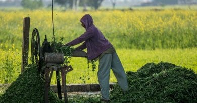 Pakistan agriculture farmer Cutter Labor Machine Work Tool Farm Farm Life
