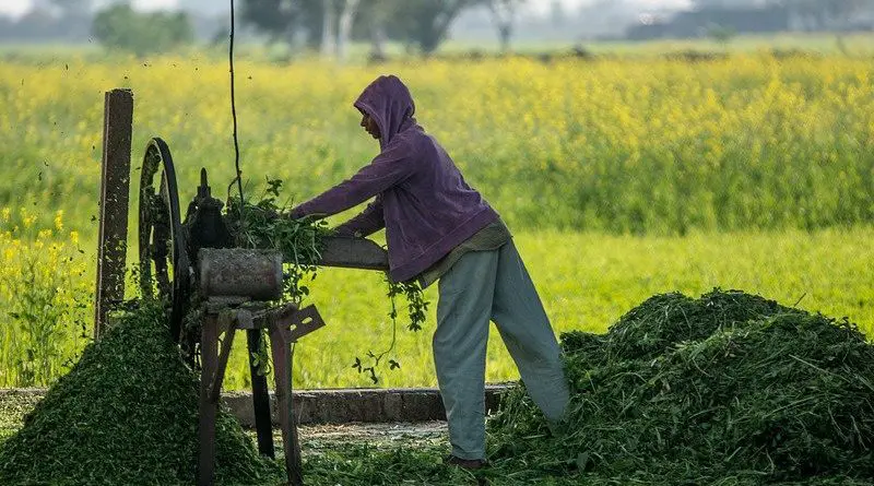 Pakistan agriculture farmer Cutter Labor Machine Work Tool Farm Farm Life