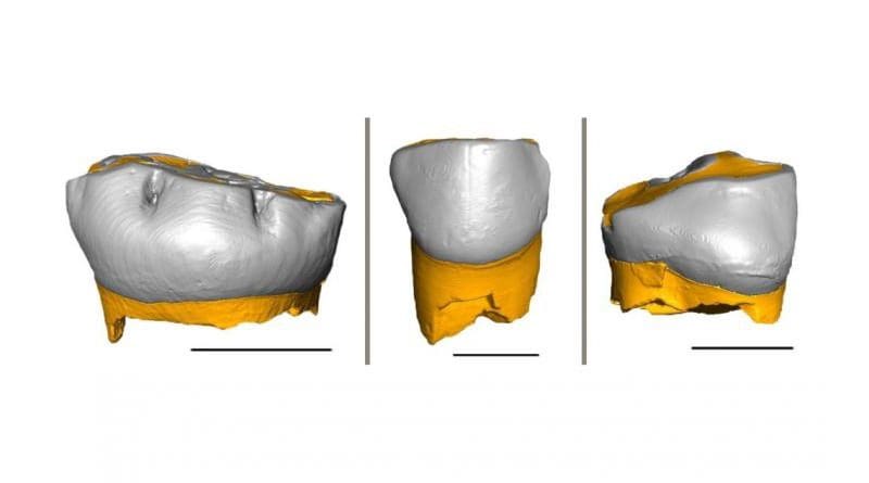 Thanks to the combination of geochemical and histological analyses of these three Neanderthal milk teeth, researchers were able to determine their pace of growth and the weaning onset time. CREDIT: Federico Lugli