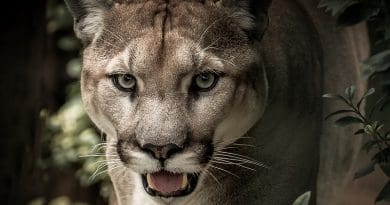 puma cougar