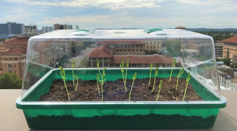 Researchers planted radishes in this miniature greenhouse using their self-watering soil and compared it to sandy soil found in dry regions of the world. CREDIT: University of Texas at Austin