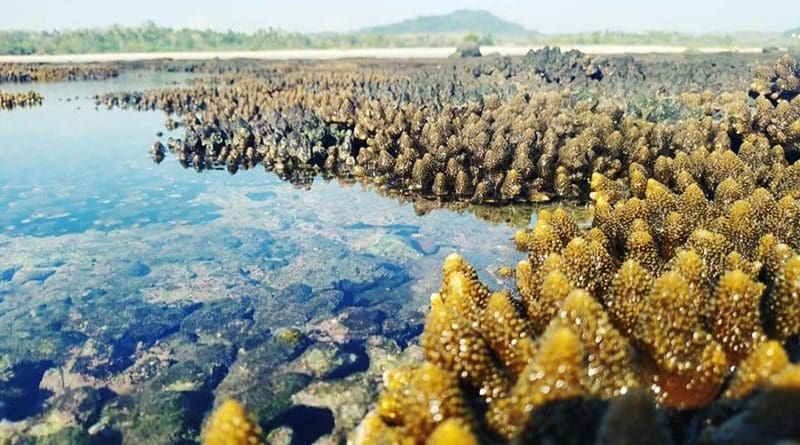 Coral reefs in Arakan State, Myanmar. Photo Credit: DMG
