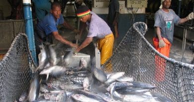 Fish catch being processed in Seychelles. Photo Credit: Joe Laurence, Seychelles News Agency
