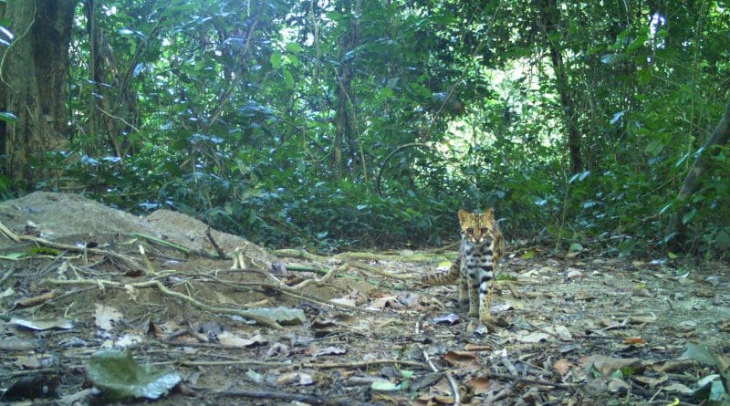 Leopard cat in protected forests of India. According to the new findings, while being the species with the highest percentage of suitable habitat protected compared to other three wild cat species, only 8% of adequate habitat is covered by protected areas. The species is also more likely to lose suitable habitat with ongoing climatic changes compared to other small wild cat species. Photo credits: André P. Silva, Surabhi Nadig and Navya R.