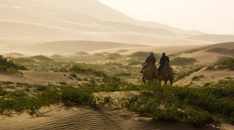 desert camel mongolia