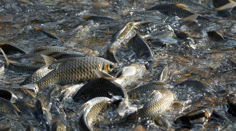Spawning events along the Mae Ngao River one branch of the Salween River Basin in northern Thailand occur in January. Even though some of the reserves are small in size, the fish seem to live their entire life cycles there. CREDIT: Photo courtesy of University of Nevada, Reno.