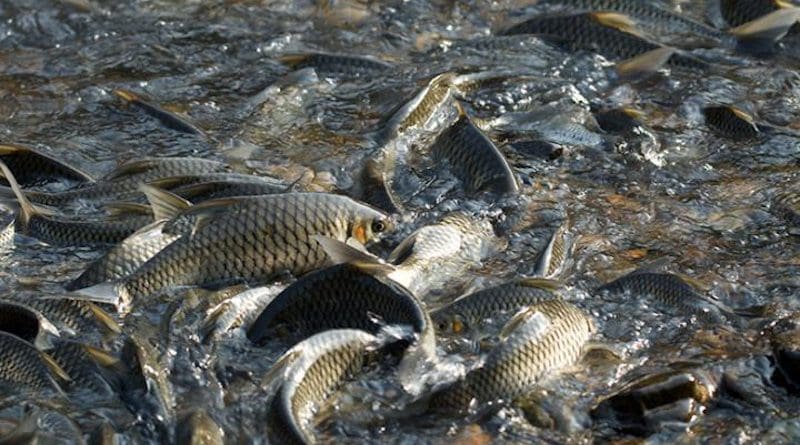 Spawning events along the Mae Ngao River one branch of the Salween River Basin in northern Thailand occur in January. Even though some of the reserves are small in size, the fish seem to live their entire life cycles there. CREDIT: Photo courtesy of University of Nevada, Reno.