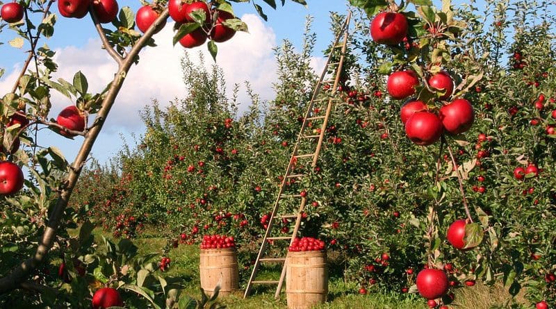 Apple Orchard Apple Trees Red Green Ladder