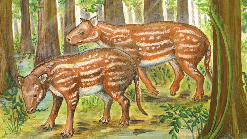 Life reconstruction of Cambaytherium (artwork by Elaine Kasmer) CREDIT: Elaine Kasmer