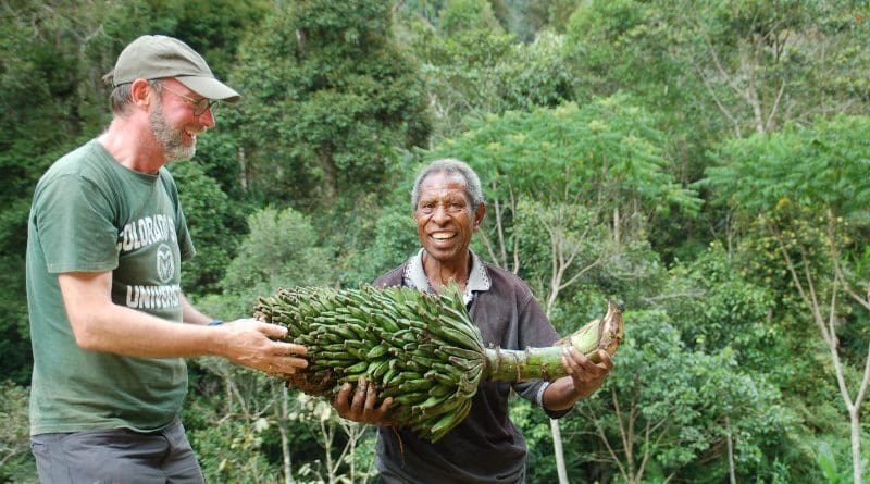 Scientists Bart Panis and a local guide hold their rare find of Musa ingens, a wild species that grows up to 15 meters in height. CREDIT: S.Carpentier