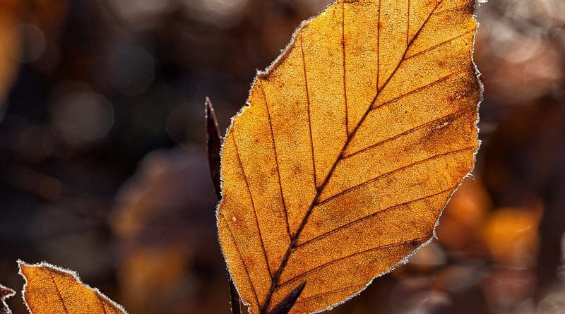 Leaves Leaf Fall Foliage Autumn Autumn Light