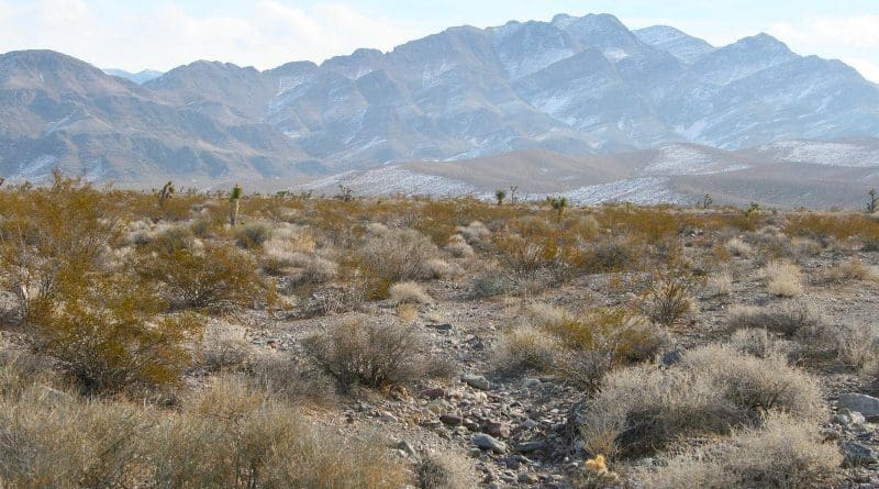 Creosote plants in Las Vegas Valley. A recent University of Texas at Austin study used aerial survey data and computer algorithms to conduct the first ever census of the desert plant. CREDIT: Michael Young