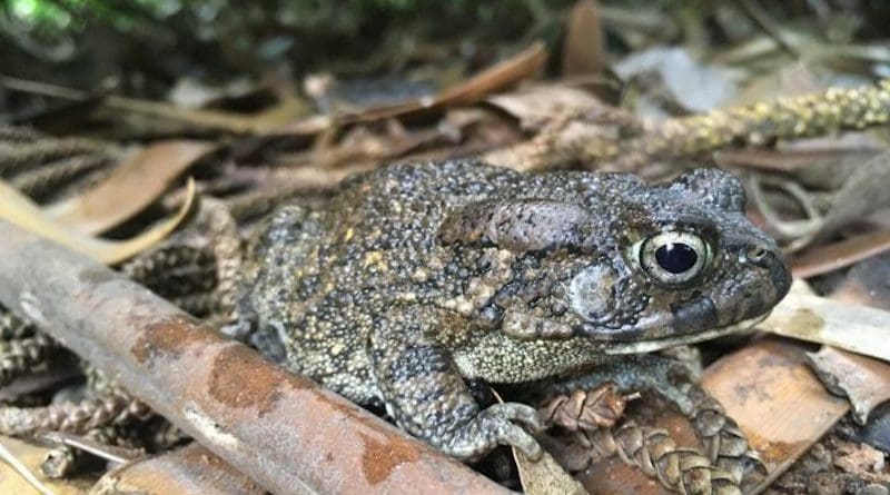 Guttural Toads, native to mainland Africa, were deliberately introduced from Durban to Mauritius in 1922 in an attempt to biocontrol the cane beetle, and from there moved to Réunion in 1927 as a biocontrol of malaria-carrying mosquitoes. CREDIT: James Baxter-Gilbert