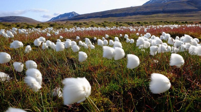 Arctic peatland in Svalbard CREDIT Angela Gallego-Sala