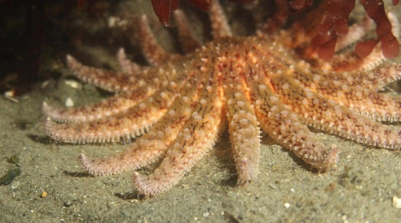Sunflower sea star CREDIT: Janna Nichols