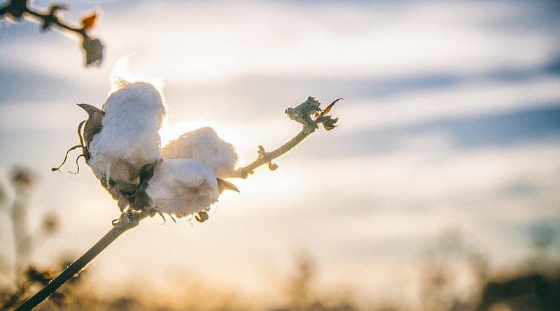 cotton plant agriculture
