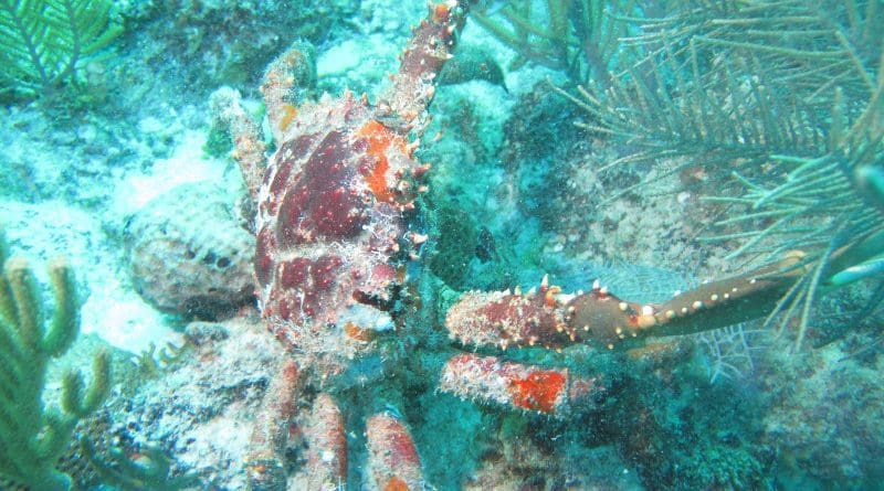 This image shows a Caribbean king crab. CREDIT Angelo Spadaro