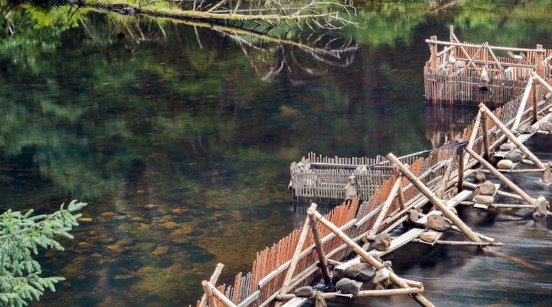 The Heiltsuk Nation's traditional-style fish weir in the Koeye River in British Columbia, allow fishers to target specific salmon runs and enable in-season monitoring, where fishers can assess a run's health in real time, while releasing non-target species unharmed. CREDIT Photo By BDeroy