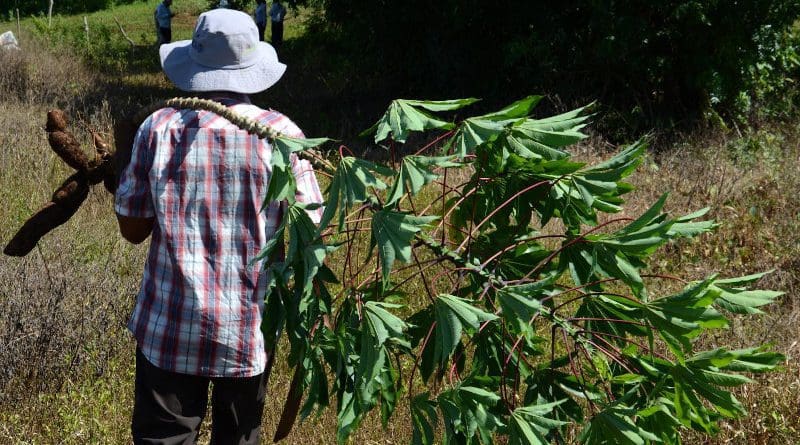 A farmer in Central America harvests cassava. CREDIT International Center for Tropical Agriculture