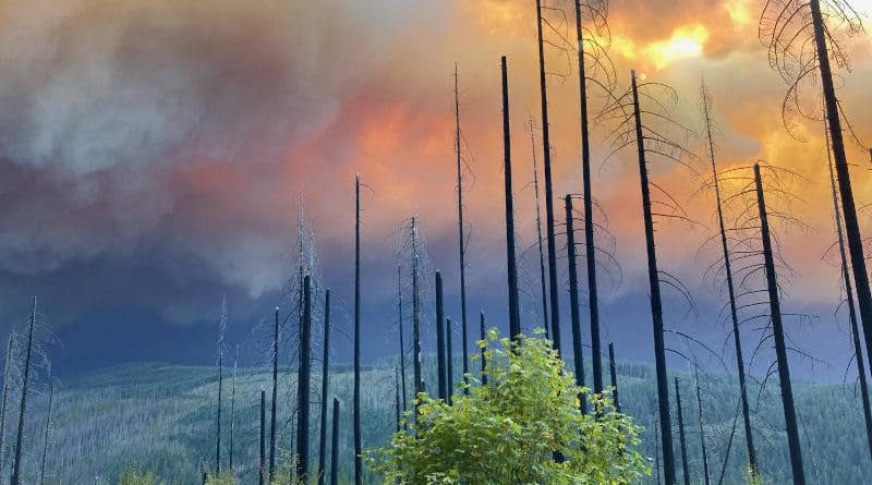 A view of the Riverside Fire from La Dee Flats on the Mt. Hood National Forest on Sept. 9, 2020. The fire encompassed over 138,000 acres, largely on the Mt. Hood National Forest. CREDIT: U.S. Forest Service - Pacific Northwest Region
