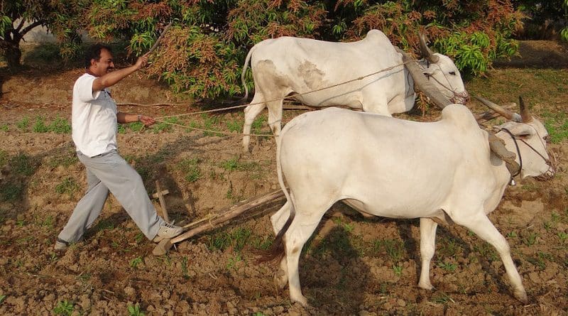 india farm farmer agriculture ox cattle