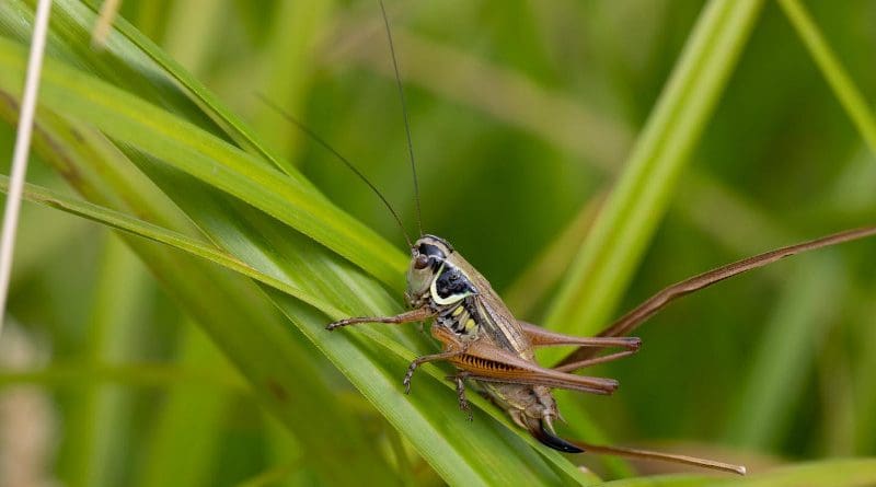 Roesel's bush-cricket is one of the many grasshoppers that might migrate to higher elevations once the climate in lower elevations has become unsuitable. CREDIT Photograph: Christian Roesti