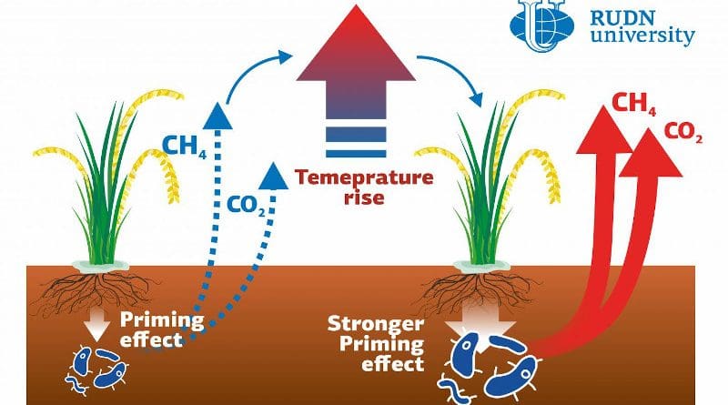 A soil scientist from RUDN University studied the decomposition of organic matter in rice paddies--the sources of CO2 and methane emissions. Both gases add to the greenhouse effect and affect climate warming in subtropical regions. The emissions increase when the roots of plants influence microbial communities in the soil. This influence, in turn, depends on temperature changes. Therefore, climate warming can lead to more greenhouse gas emissions. CREDIT RUDN University