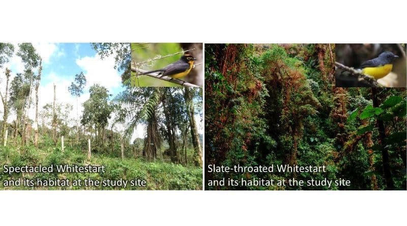 The two species and their habitats at the study site in Ecuador. CREDIT: Photo by Jacek Nowakowski, the coauthor of the original paper at www.nature.com/articles/s41598-020-78804-2
