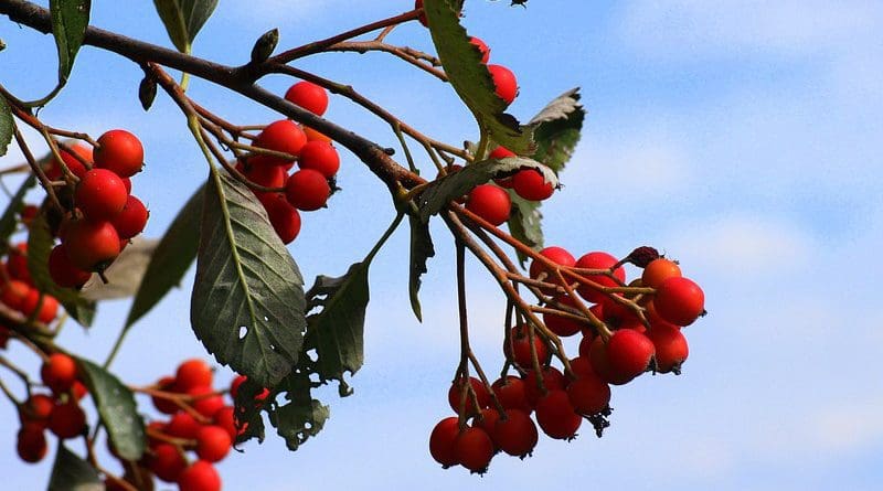 Sorbus Intermedia swedish mountain ash tree