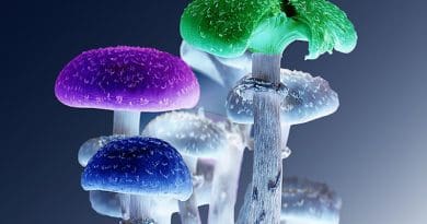 Mushrooms Psychedelic Nature Fungi Magic