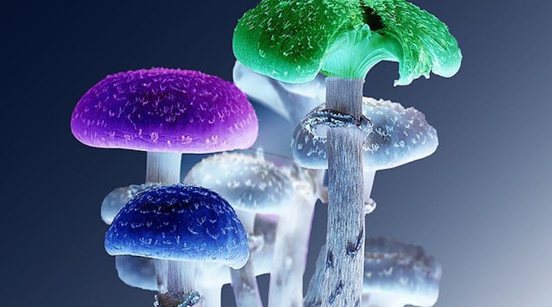 Mushrooms Psychedelic Nature Fungi Magic