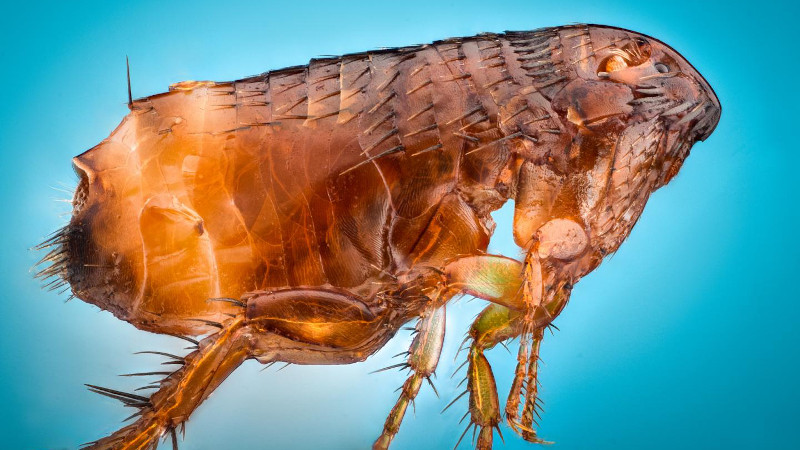 A living flea. CREDIT NIGPAS