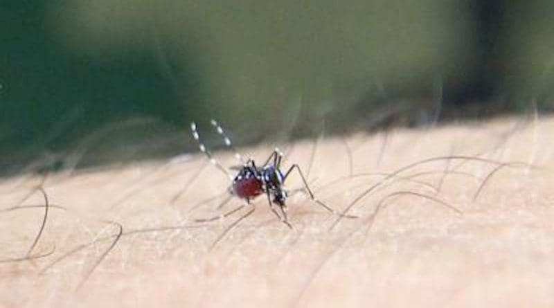 A blood engorged Asian tiger mosquito (Aedes albopictus) taking its blood meal on a human arm. CREDIT Albin Fontaine and Céline Jourdan, 2020 (CCBY 2.0)