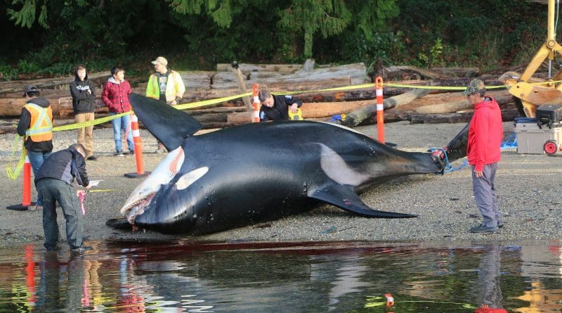 An 18-year-old male southern resident killer whale stranded near Sechelt, British Columbia on December 21, 2016. Postmortem examination suggested he died from trauma consistent with vessel strike. Other cases of vessel strike were identified in this study, while an earlier study by Williams and O'Hara (2010) identified 10 killer whales struck by boats between 1995 and 2005. This suggests that vessel strike may be an under-appreciated but important threat to killer whales in the eastern Pacific. CREDIT: Paul Cottrell, Fisheries and Oceans Canada